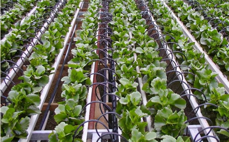 drip irrigation for vegetable garden