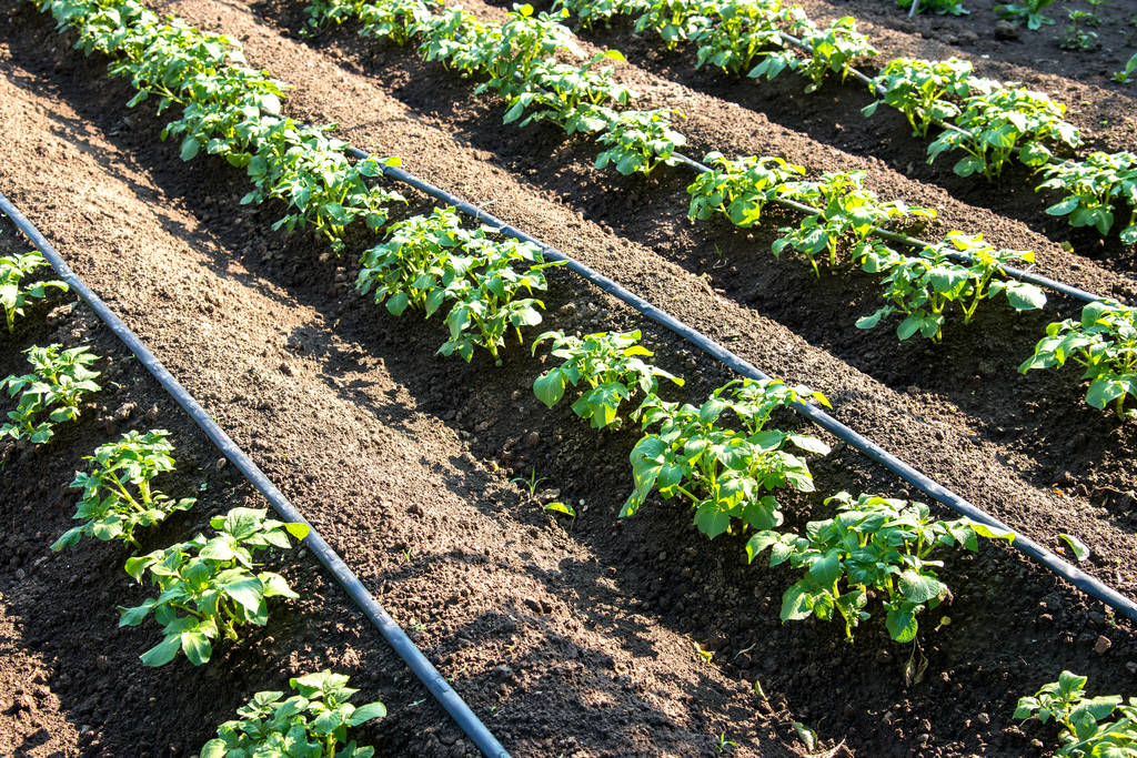 Drip irrigation for vegetable